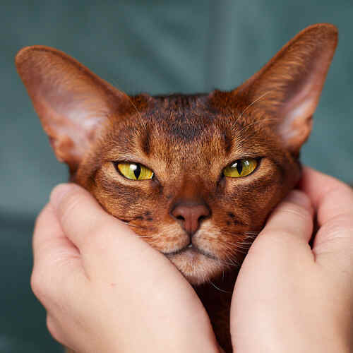 Photo #14037469