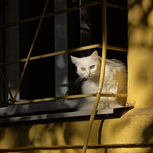 Photo #14037500