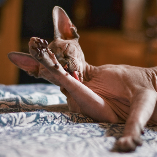 Photo #14037545