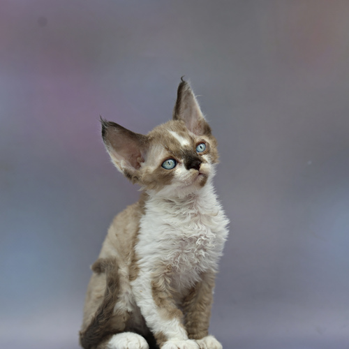 Photo #14037584