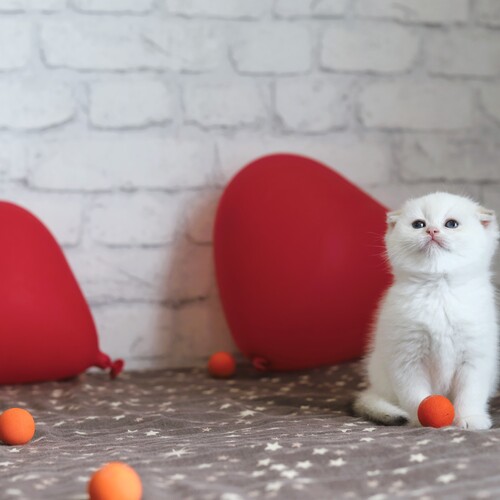 Photo #14037610