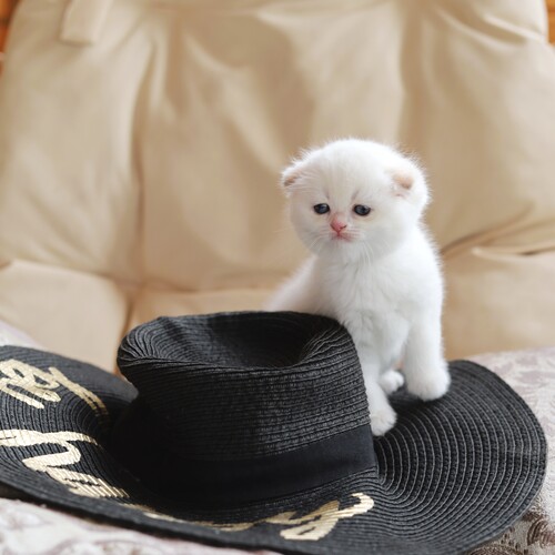 Photo #14037611