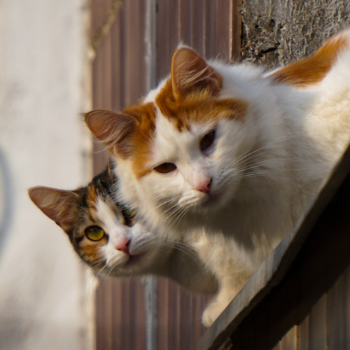 Photo #14037624