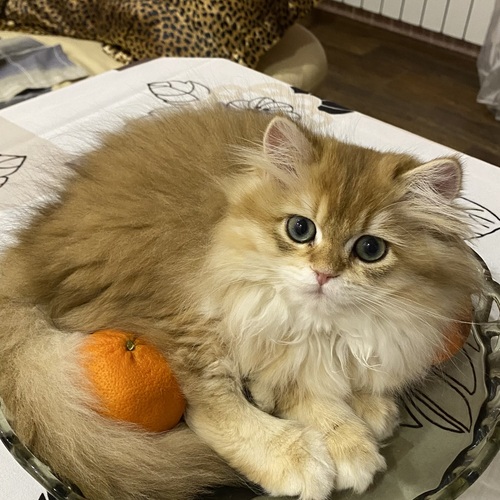 Photo #14037636