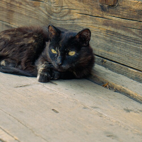 Photo #14037733