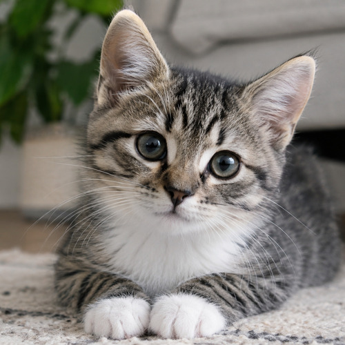 Photo #14037763