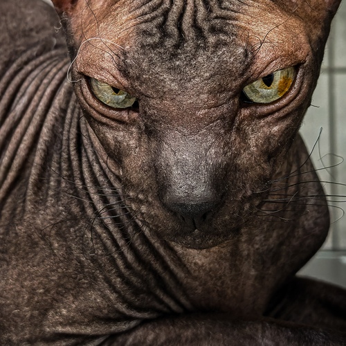Photo #14037863