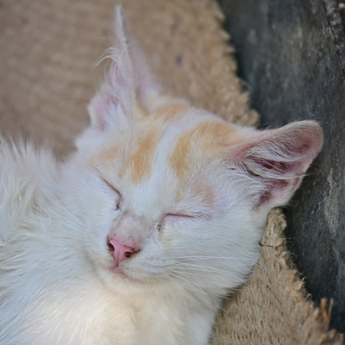 Photo #14037978