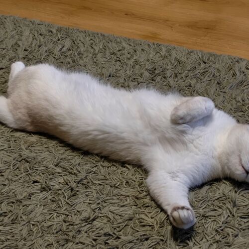 Photo #14038069