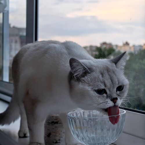 Photo #14038071