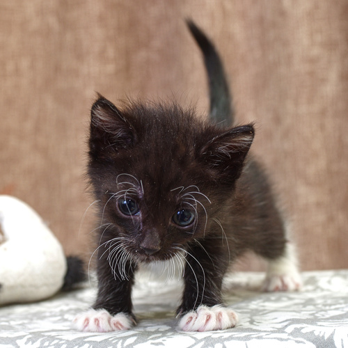 Photo #14038114