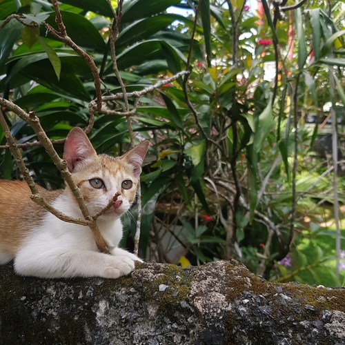 Cute Kitty