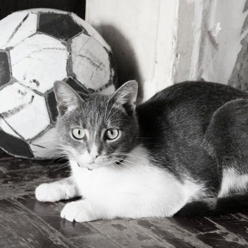 Photo #14038274