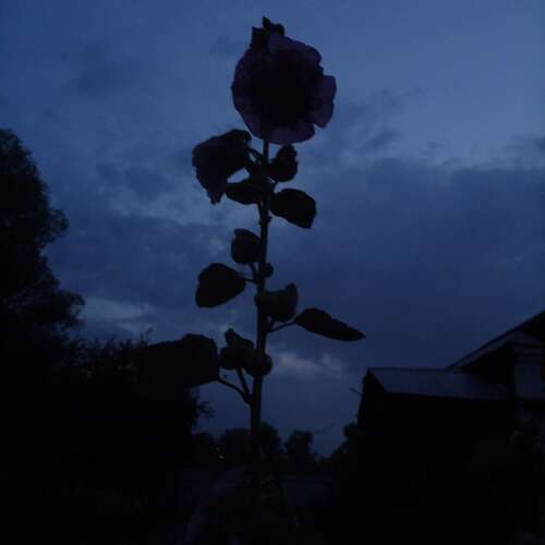 Photo #14038325