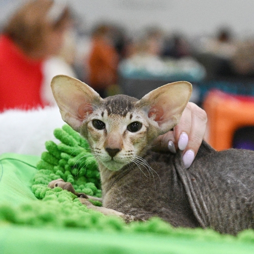 Photo #14038429