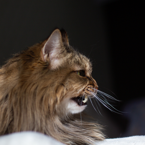 Photo #14038453