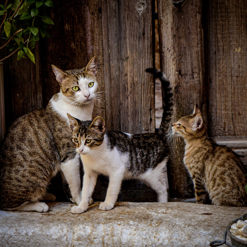 Photo #14038479