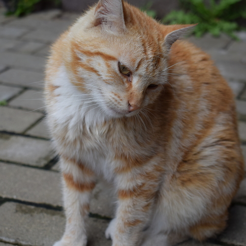Photo #14038495