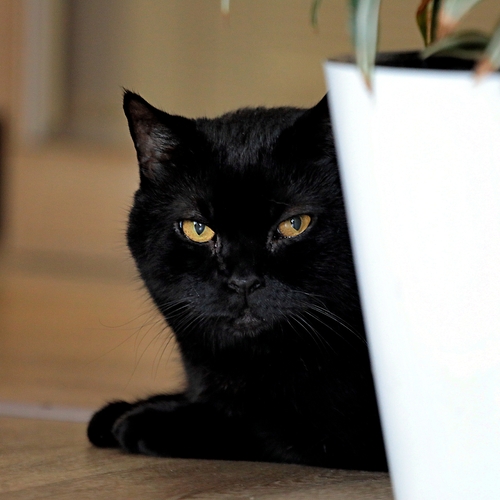 Photo #14038501