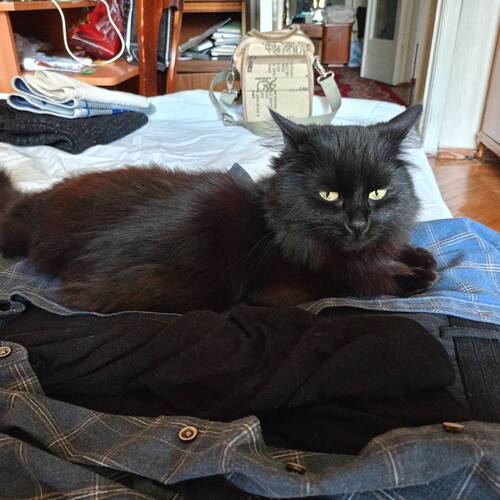 Photo #14038505