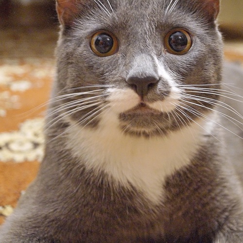 Photo #14038514