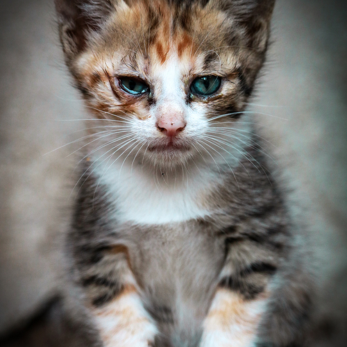Photo #14038520