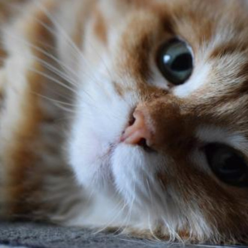 Photo #14038555