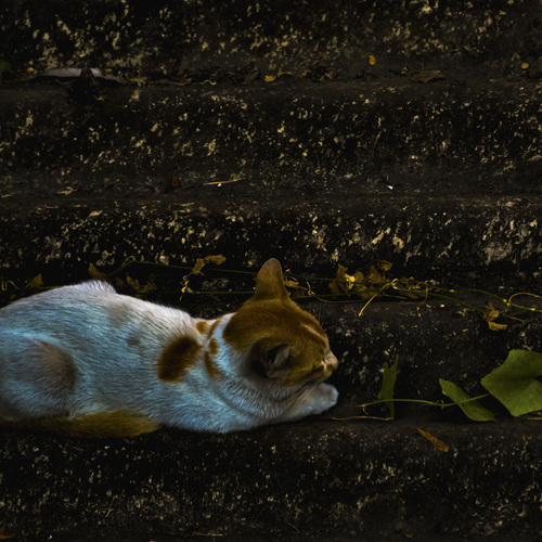 Solitude