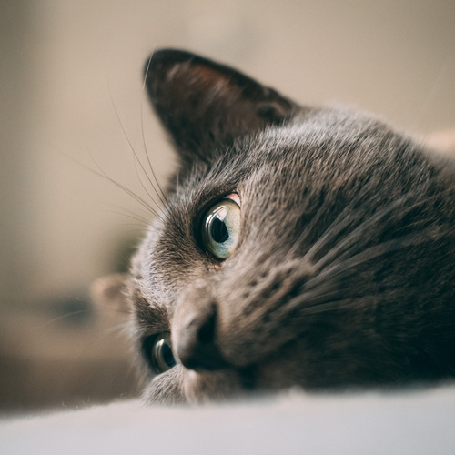 Photo #14038864
