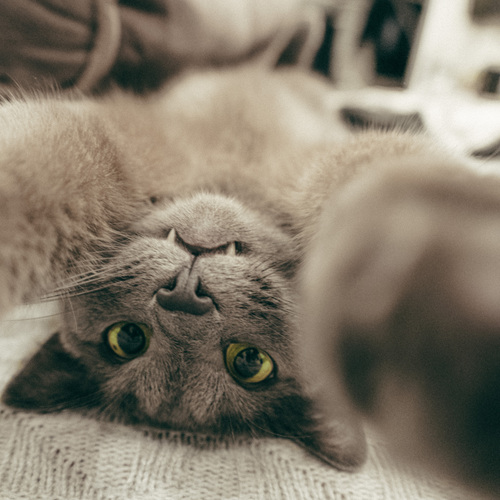 Photo #14038865