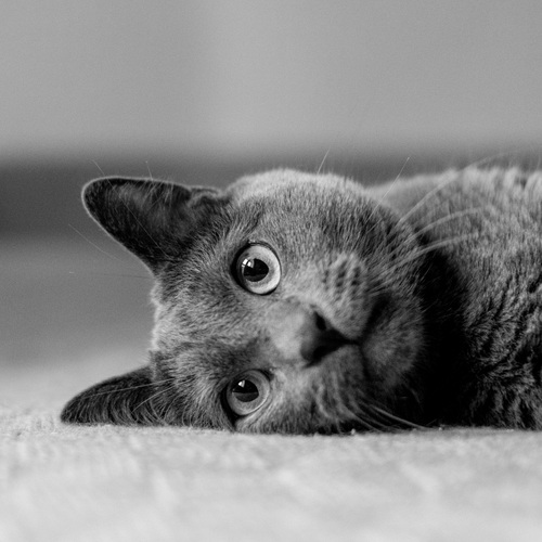 Photo #14038866