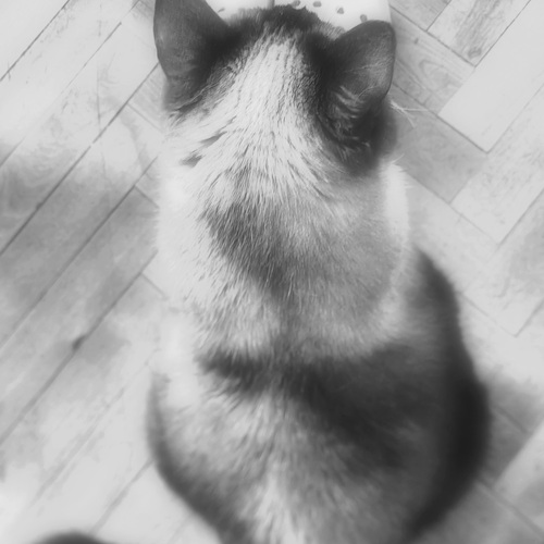 Photo #14038868