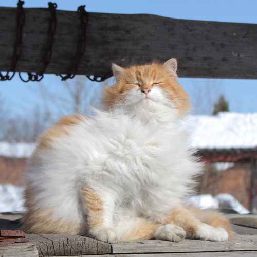 Photo #14038888