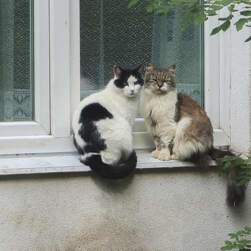 Photo #14038913