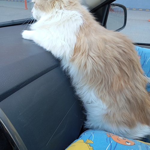 Photo #14038915
