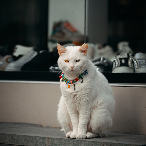Photo #14038974