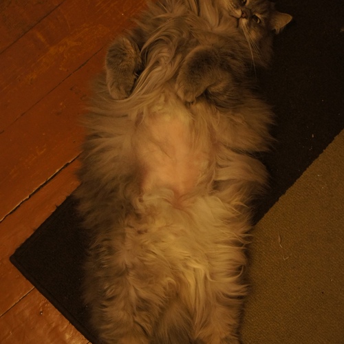 Photo #14038990