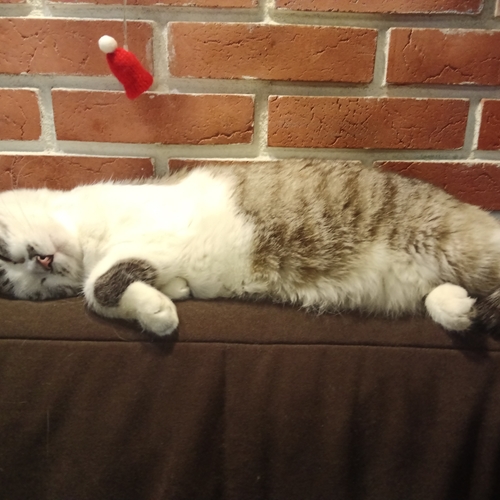 Photo #14038991