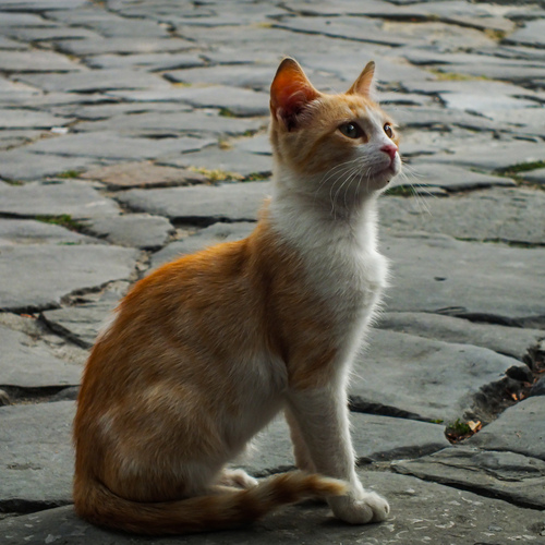 Curious ginger cat on old cobblestone