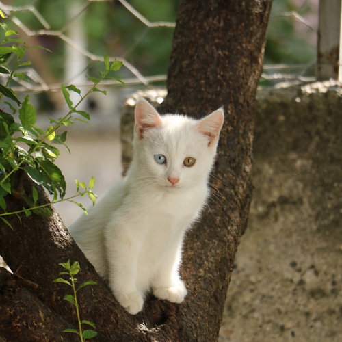 Photo #14039108