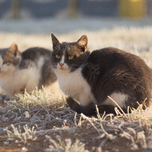 Photo #14039127