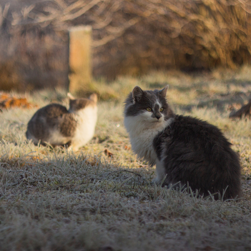 Photo #14039129