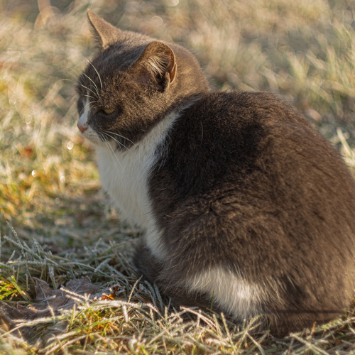 Photo #14039130