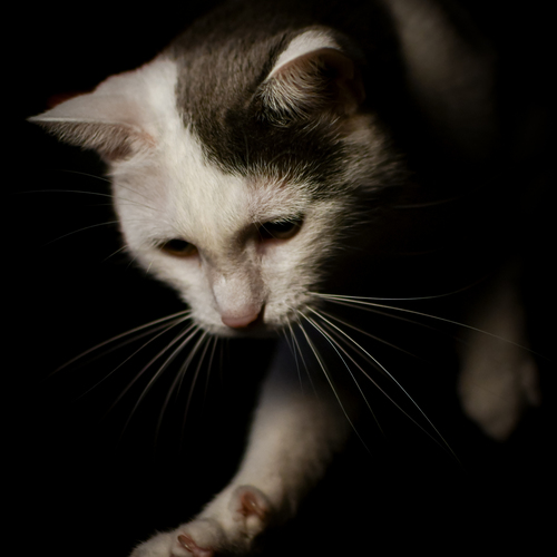 Photo #14039182