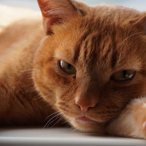 Photo #14039230