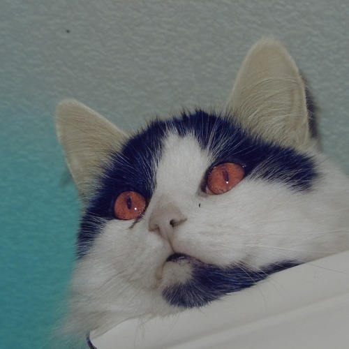 Photo #14039238