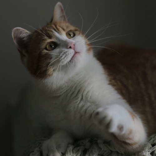 Curiosity