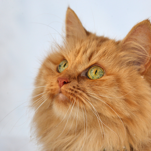 Photo #14039326