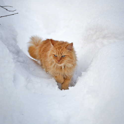 Photo #14039327