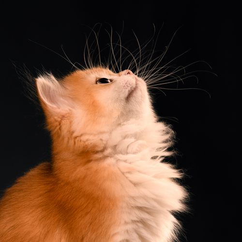 Photo #14039346